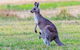 Bonorong Wildlife Park, Richmond Village, Hobart Highlights - thumb 0