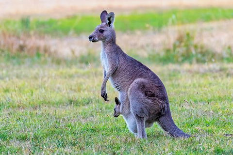 Bonorong Wildlife Park, Richmond Village, Hobart Highlights - Tourism Cairns 0