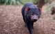 Bonorong Wildlife Park, Richmond Village, Hobart Highlights - thumb 1