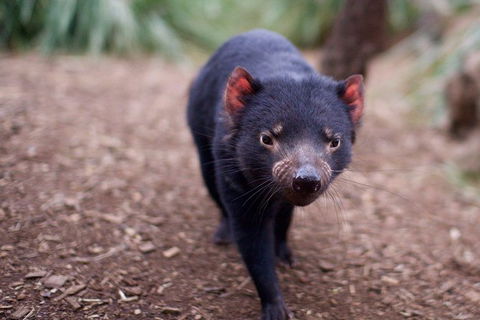 Bonorong Wildlife Park, Richmond Village, Hobart Highlights - Tourism Cairns 5