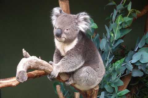 Bonorong Wildlife Park, Richmond Village, Hobart Highlights - Tourism Cairns 4