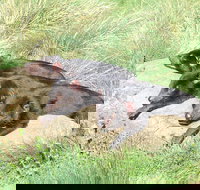 Day Keeper Tour - Tourism Cairns