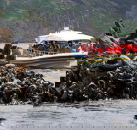 3-Hour Bruny Island Cruise from Adventure Bay - Tourism Cairns