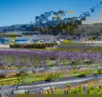 Private Tasman Peninsula Cruise Ship Tour from Port Arthur - Tourism Cairns