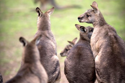 Private Mt Wellington, Richmond, Bonorong Wildlife Sanctuary Tour From Hobart - Tourism Cairns 1
