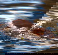 Wild-Platypus 2 hour wildlife tour - Tourism Cairns