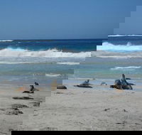 Kangaroo Island in a Day Tour from Adelaide - Tourism Cairns