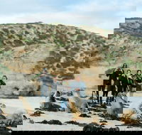 Small-Group Kangaroo Island 4WD Tour from Adelaide - Tourism Cairns