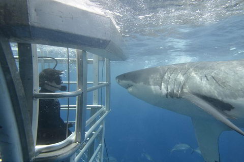 White Shark Tour With Optional Cage Dive From Port Lincoln - Tourism Cairns 1