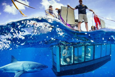 White Shark Tour With Optional Cage Dive From Port Lincoln - Tourism Cairns 0