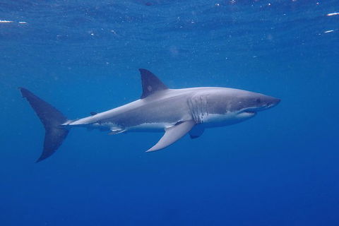White Shark Tour With Optional Cage Dive From Port Lincoln - Tourism Cairns 5