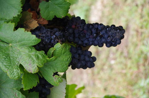 Barossa Valley Wineries Tour With Tastings And Lunch From Adelaide - Tourism Cairns 5