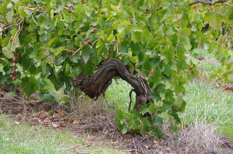 Barossa Valley Wineries Tour With Tastings And Lunch From Adelaide - Tourism Cairns 7
