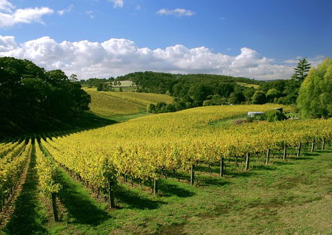 McLaren Vale And Glenelg Wine Tasting And Sightseeing (Half-day Afternoon) - Tourism Cairns 3