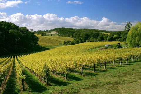 McLaren Vale And Glenelg Wine Tasting And Sightseeing (Half-day Afternoon) - Tourism Cairns 6