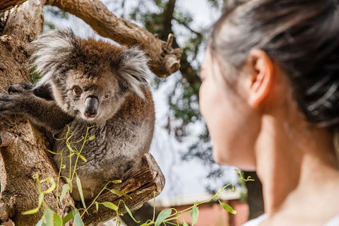 Adelaide Zoo Behind The Scenes Experience: Koala Encounter - Tourism Cairns 0