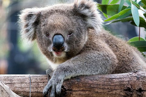 Adelaide Zoo Behind The Scenes Experience: Koala Encounter - Tourism Cairns 1