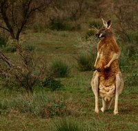Flinders Ranges  Outback  3 Day Small Group Eco Safari