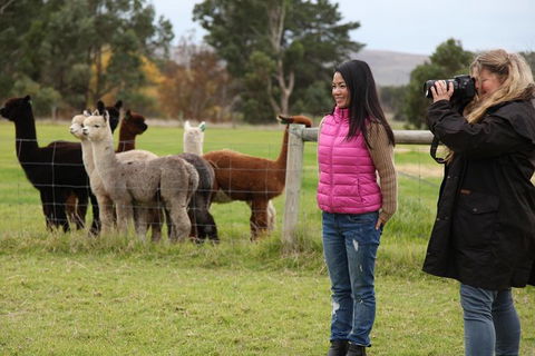 Alpaca Farm 2 Hour Tour - Tourism Cairns 1