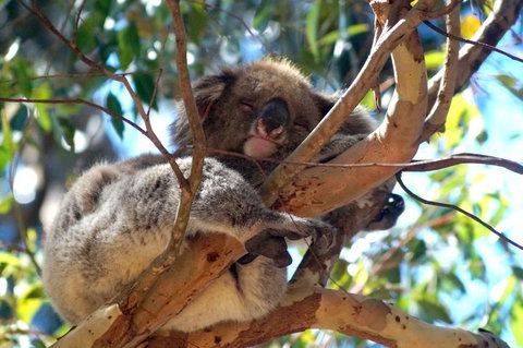 2-Day Kangaroo Island Tour From Adelaide - Tourism Cairns 13