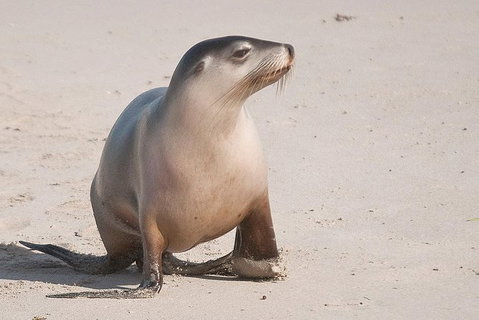 2-Day Kangaroo Island Tour From Adelaide - Tourism Cairns 1