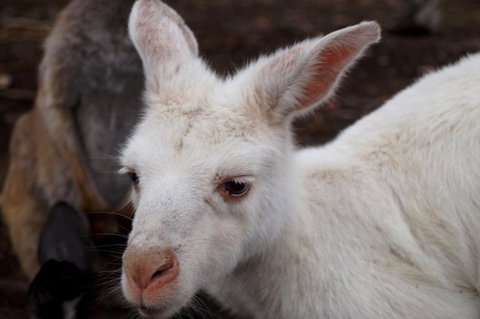 2-Day Kangaroo Island Tour From Adelaide - Tourism Cairns 16