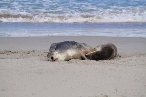 2-Day Kangaroo Island Tour From Adelaide - Tourism Cairns 18