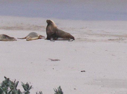 2-Day Kangaroo Island Tour From Adelaide - Tourism Cairns 21