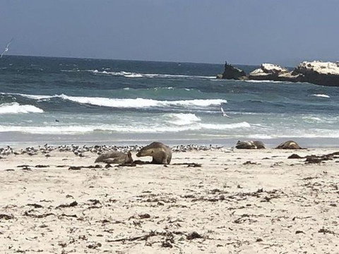 2-Day Kangaroo Island Tour From Adelaide - Tourism Cairns 4