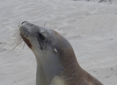 2-Day Kangaroo Island Tour From Adelaide - Tourism Cairns 9