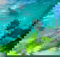 Half-Day Sea Lion Snorkeling Tour from Port Lincoln - Tourism Cairns