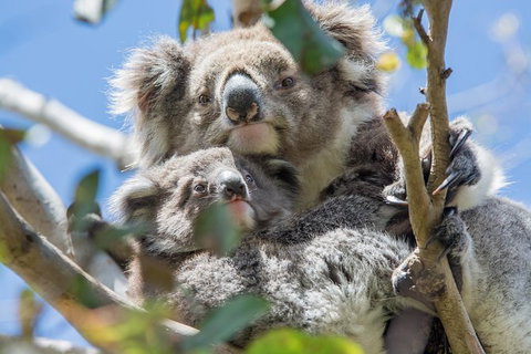 3-Day Adelaide To Melbourne Overland Trip Through Grampians And Great Ocean Road - Tourism Cairns 3