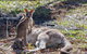 3-Day Adelaide To Melbourne Overland Trip Through Grampians And Great Ocean Road - thumb 10