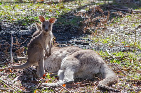 3-Day Adelaide To Melbourne Overland Trip Through Grampians And Great Ocean Road - Tourism Cairns 10