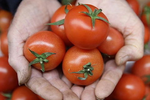 Adelaide Central Market & City EcoCaddy Tour - Tourism Cairns 7