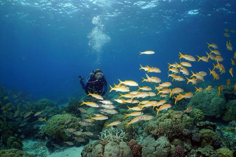 Poseidon Outer Great Barrier Reef Snorkeling And Diving Cruise From Port Douglas - Tourism Cairns 6