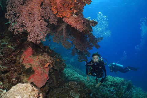 Poseidon Outer Great Barrier Reef Snorkeling And Diving Cruise From Port Douglas - Tourism Cairns 8