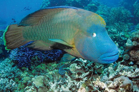 Poseidon Outer Great Barrier Reef Snorkeling And Diving Cruise From Port Douglas - Tourism Cairns 3