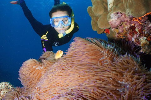 Poseidon Outer Great Barrier Reef Snorkeling And Diving Cruise From Port Douglas - Tourism Cairns 4