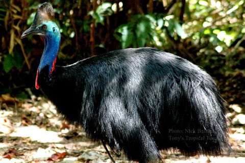 Daintree Rainforest, Cape Tribulation, Mossman Gorge In A Day - Tourism Cairns 1