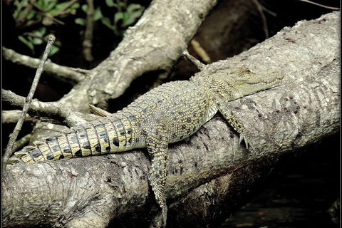 Daintree Rainforest, Cape Tribulation, Mossman Gorge In A Day - Tourism Cairns 4
