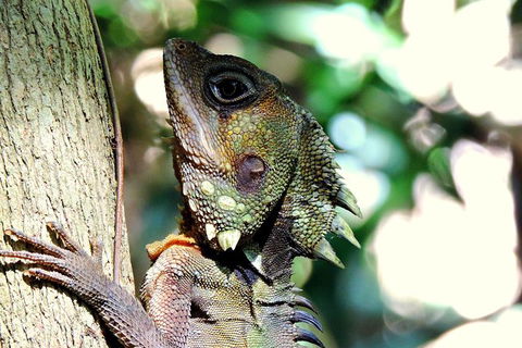Daintree Rainforest, Cape Tribulation, Mossman Gorge In A Day - Tourism Cairns 8