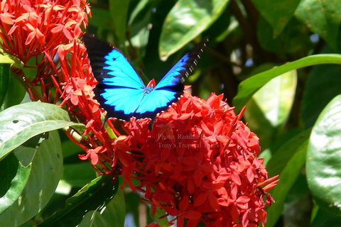 Daintree Rainforest, Cape Tribulation, Mossman Gorge In A Day - Tourism Cairns 9