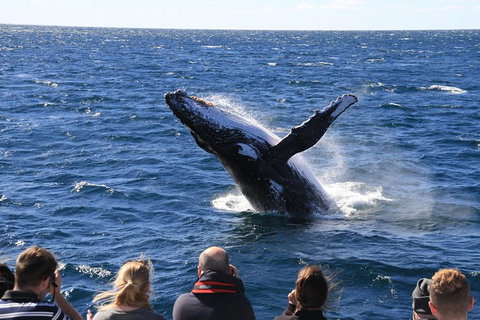 Whale Watching Cruise From Redcliffe, Brisbane Or The Sunshine Coast - Tourism Cairns 11