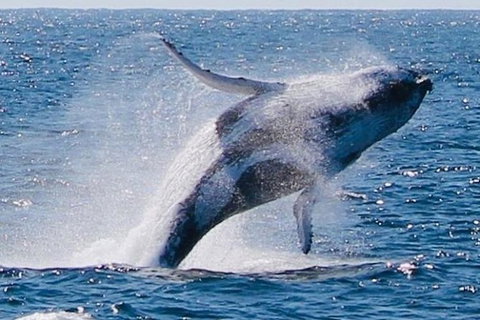 Whale Watching Cruise From Redcliffe, Brisbane Or The Sunshine Coast - Tourism Cairns 9