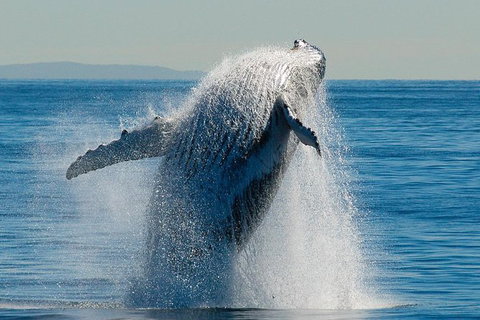 Whale Watching Cruise From Redcliffe, Brisbane Or The Sunshine Coast - Tourism Cairns 10