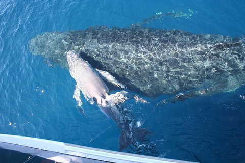Whale Watching Cruise From Redcliffe, Brisbane Or The Sunshine Coast - Tourism Cairns 7