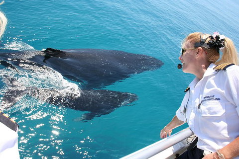 Whale Watching Cruise From Redcliffe, Brisbane Or The Sunshine Coast - Tourism Cairns 1