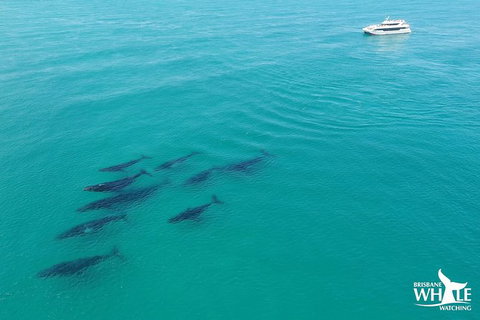 Whale Watching Cruise From Redcliffe, Brisbane Or The Sunshine Coast - Tourism Cairns 6