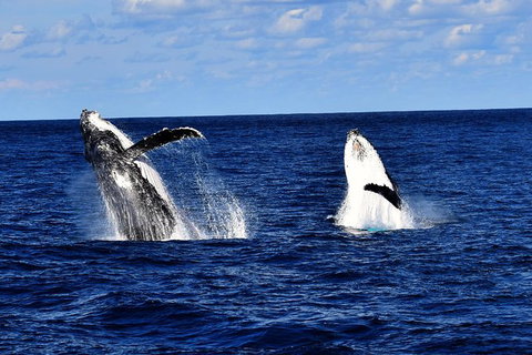 Whale Watching Cruise From Redcliffe, Brisbane Or The Sunshine Coast - Tourism Cairns 5